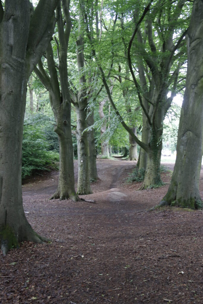 The Avenue of trees